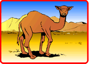 Camel