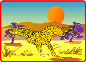 Cheetah