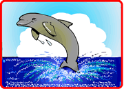 Dolphin