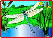 Dragonfly