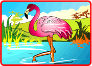 Flamingo