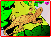 Gecko