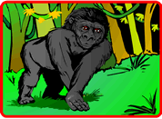 Gorilla