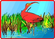 Red Ibis