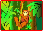 Orangutan