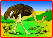 Ostrich