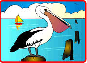 Pelican