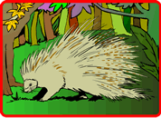 Porcupine