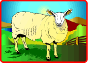 Sheep