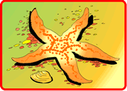 Starfish