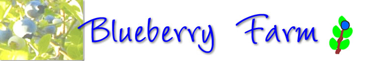Blueberry Farm