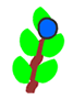 Blueberry