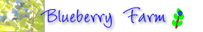Blueberry Farm