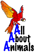 All About Animals
